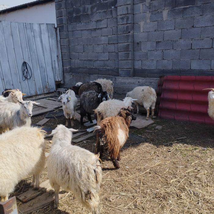 Козы бараны овцы коза козёл