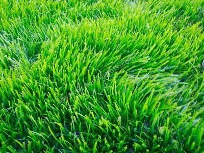Искусственный газон sun'iy chim gazon optom Zangiota