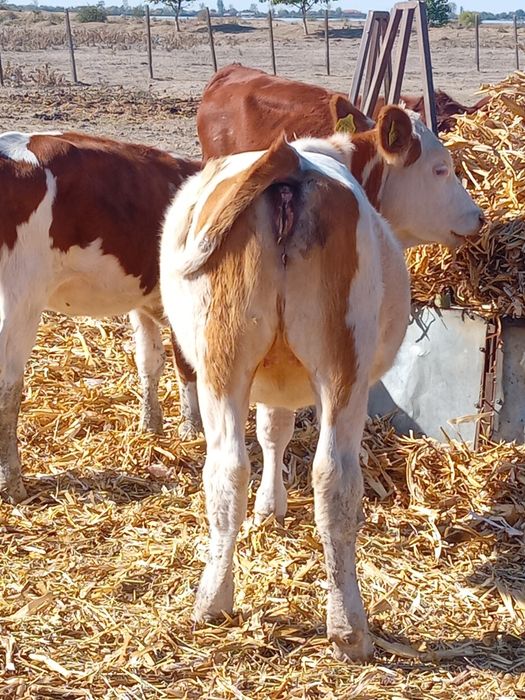 Vând vitele din mame bune de lapte