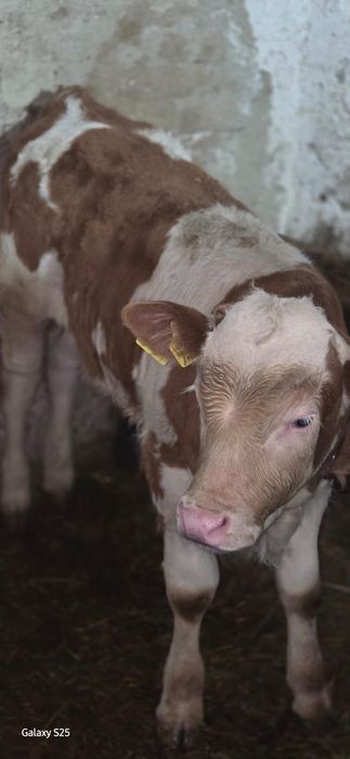 Vând vițel o luna jumate