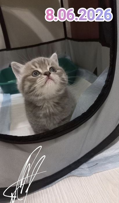 Британские котята