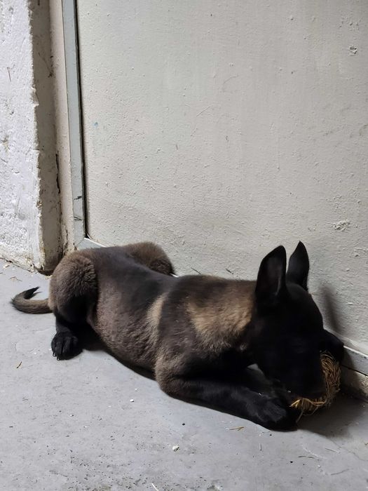 Femela Ciobanesc belgian Malinois cu pedigree