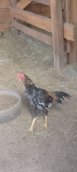 Продаётся дакан бойцовый шөже 6-месяцев