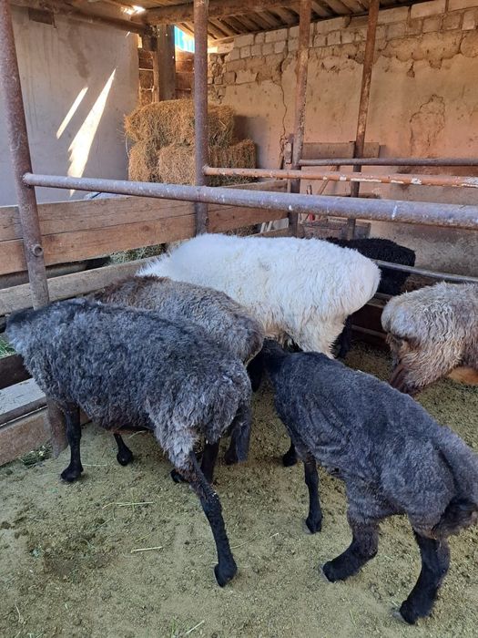 Қолда бағылған қойлар,тоқтылар сатылады