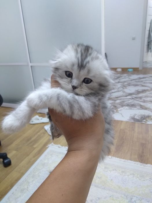 Продам шотландский котят