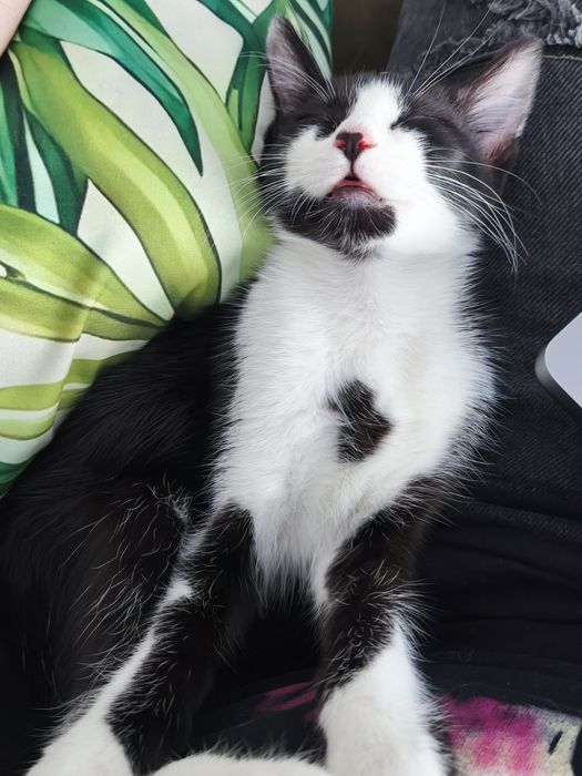 Adopție pisica 4 luni