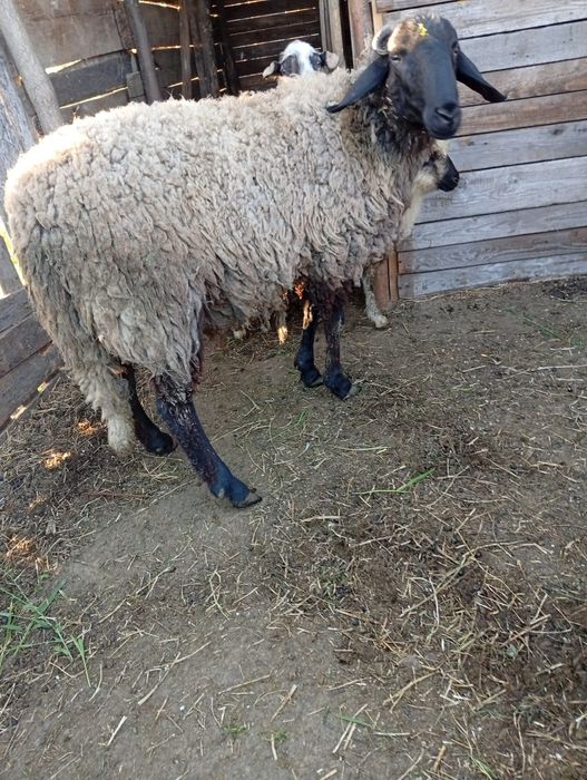 Berbeac de vânzare cărăbași