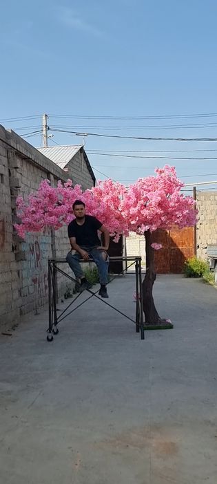 Дарахтлар йачаб берамиз заказга