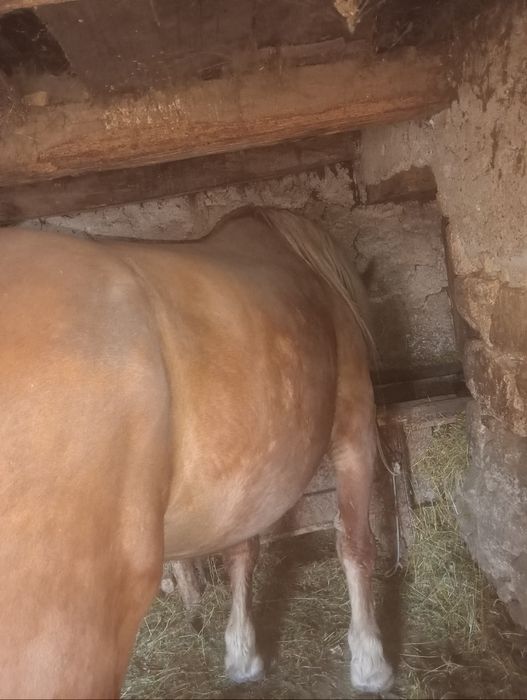 Vând iapă de 7 ani Gistanta