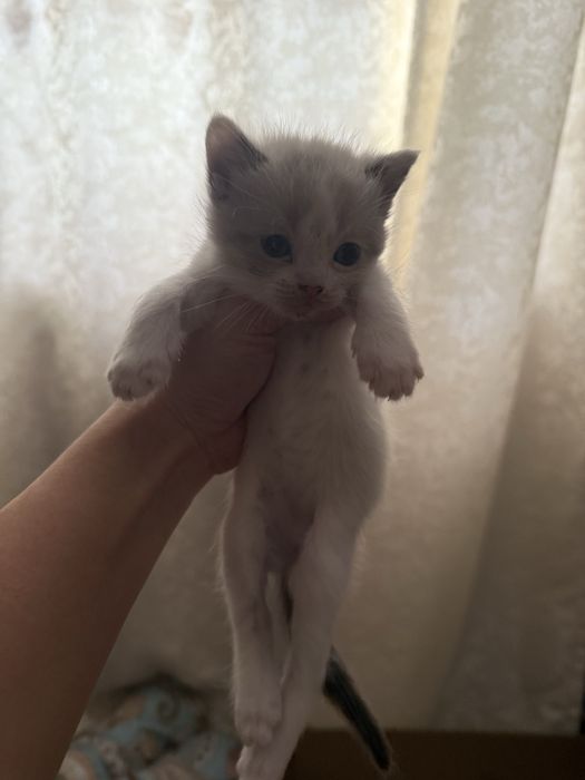 Продается котенок