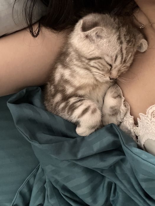 Шотландский вислоухий котёнок