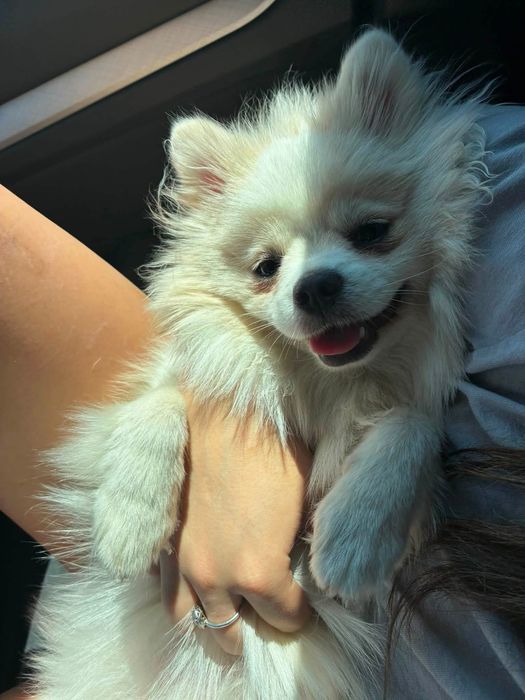 Pet sitting/Pet boarding