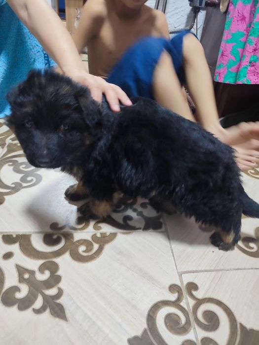 Немецкая овчарка