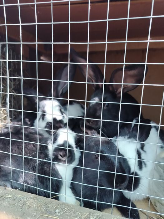 В продаже кролики