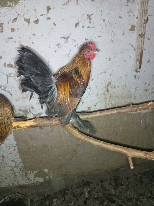 Тауық карликовый