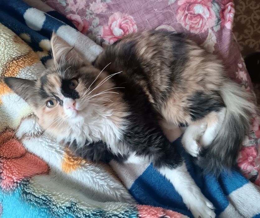 Сибирская кошка !