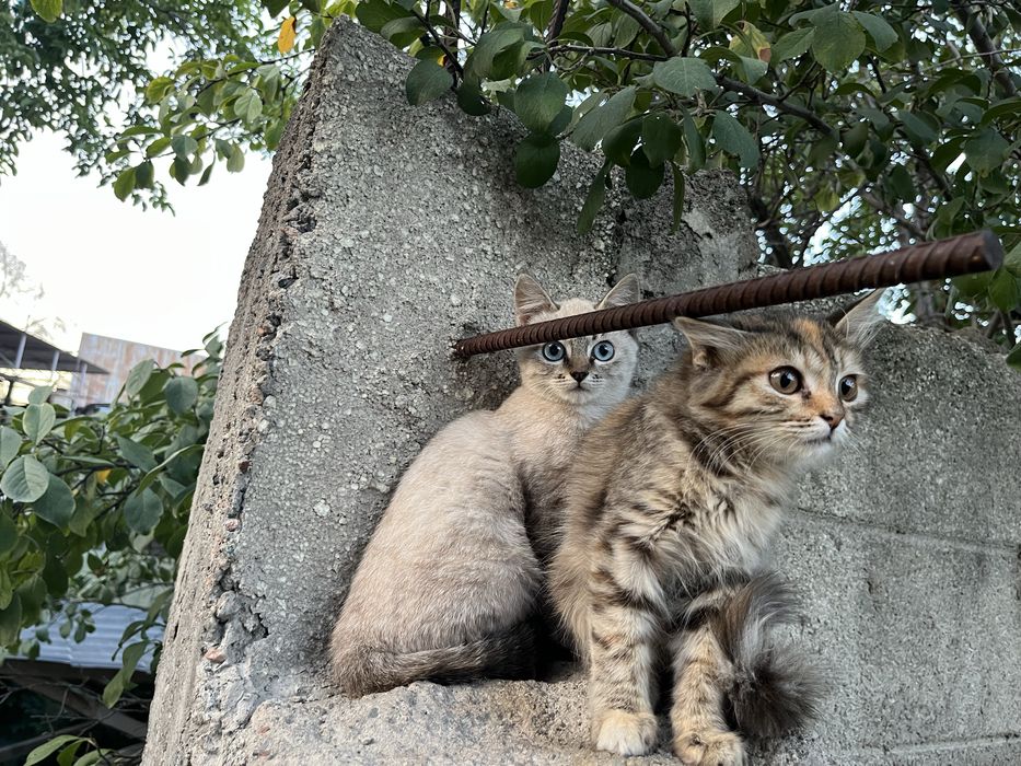 Отдам котят в добрые руки