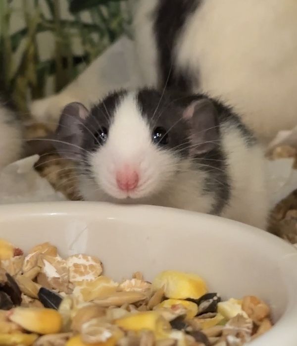 Крысы декоративные