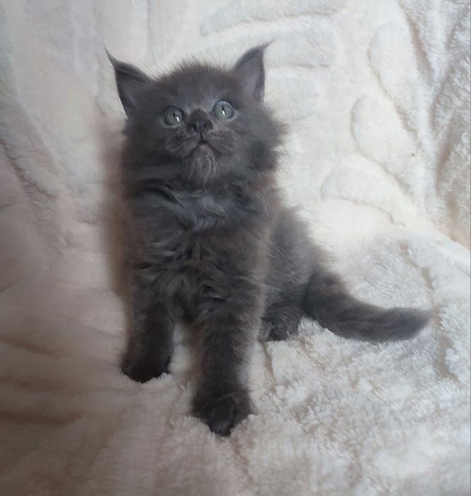 Продается котенок меин кун