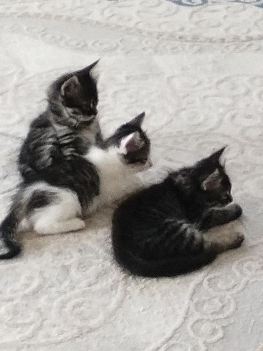 Отдам котят  добрые руки