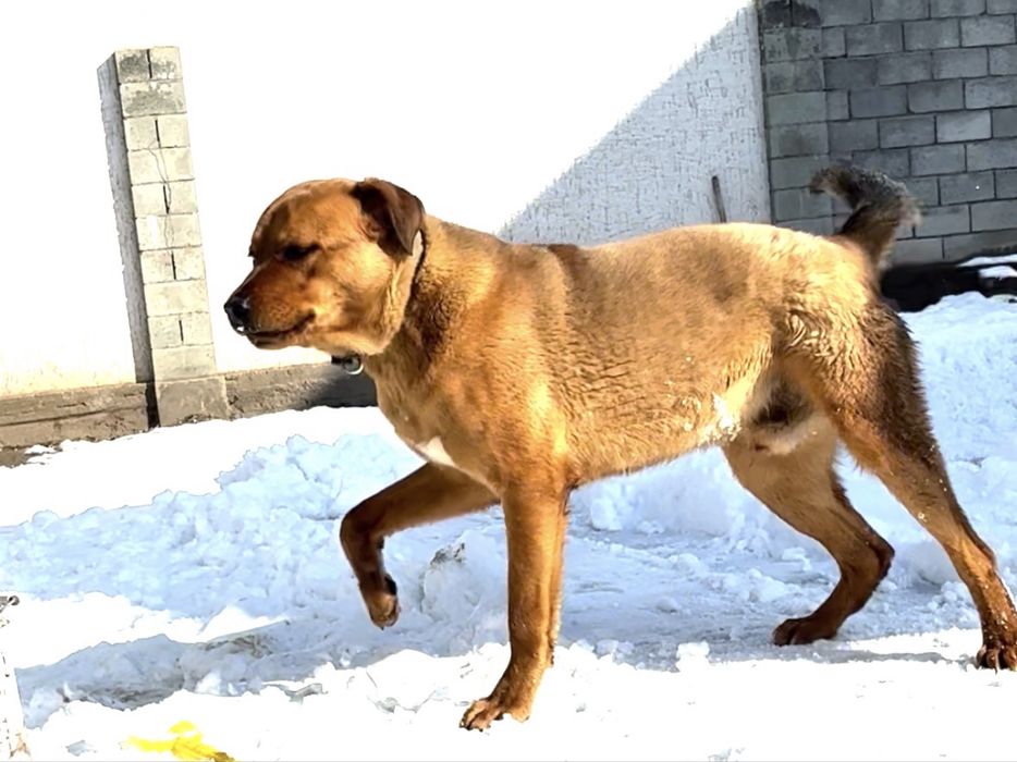 Собака Тайсон кличка