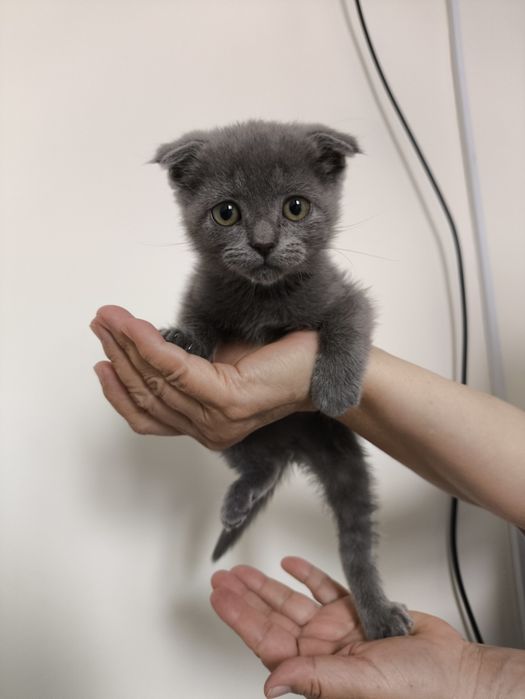 Веслоухий котёнок.