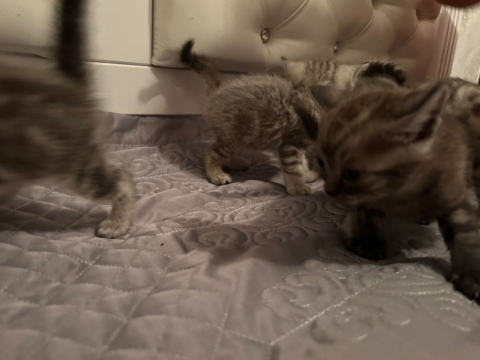 шотландские котята вислоухие