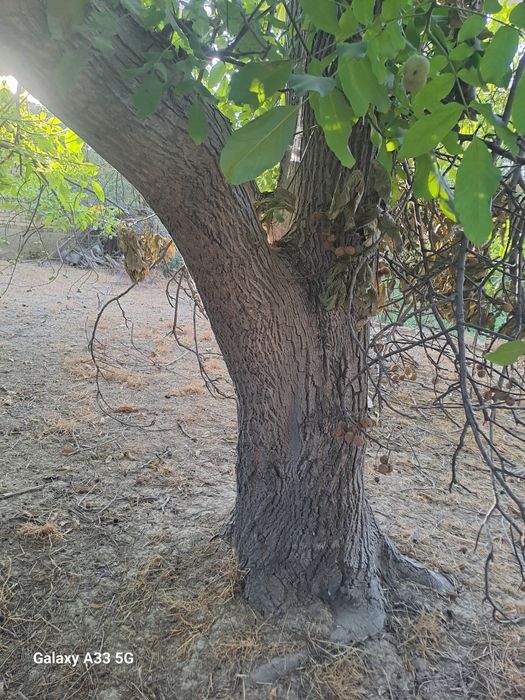 Yongoq daraxt sotiladi