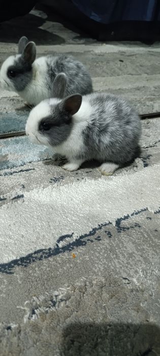 Sifatli va toza zotli quyonlar arzon narxlarda sotuvda!