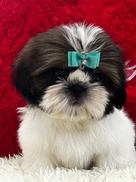 Ши-тцу кукольные щенки