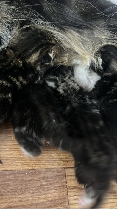 Продам котят мама Мейнкун папа Британец