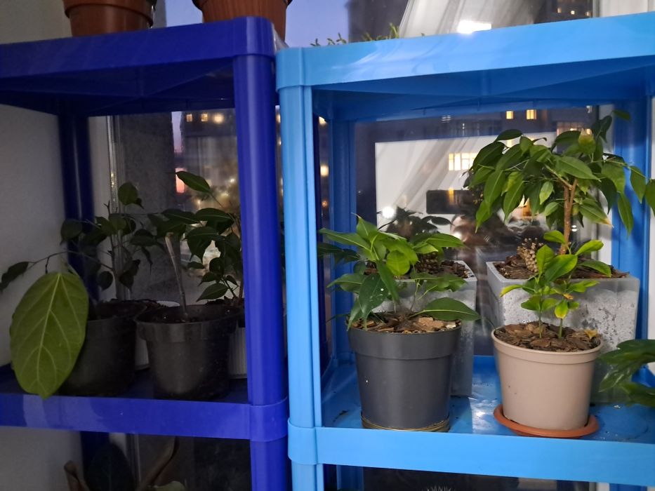 Продам фикусы Бенджамина