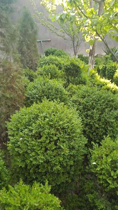 Шамшот гулармиз сотувда