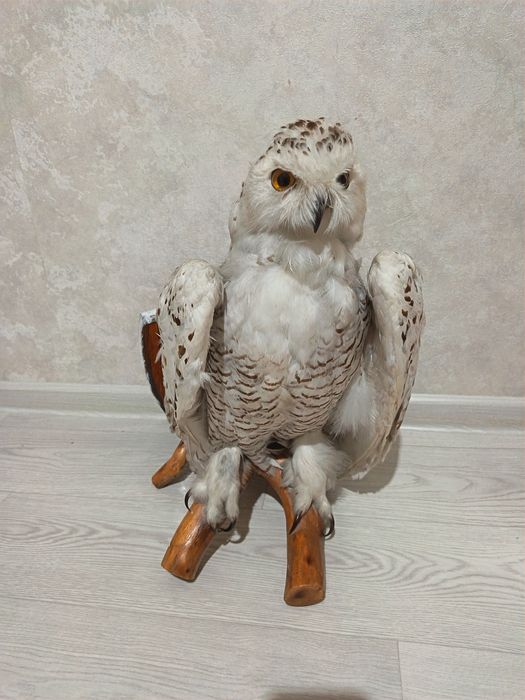 Продам чучела совы
