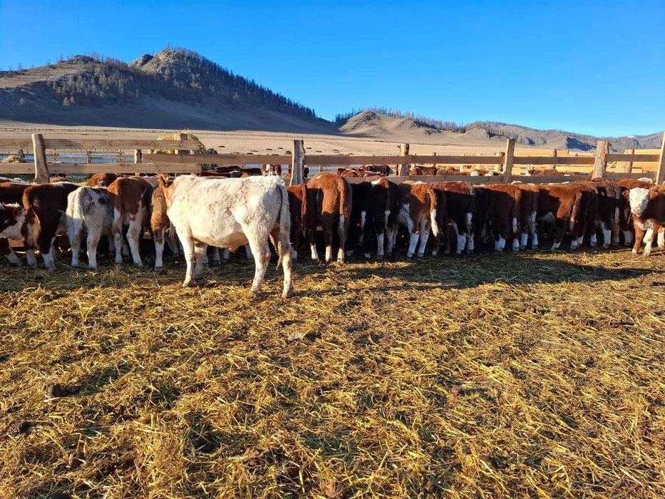 зотли буқалар | породистые бычки
