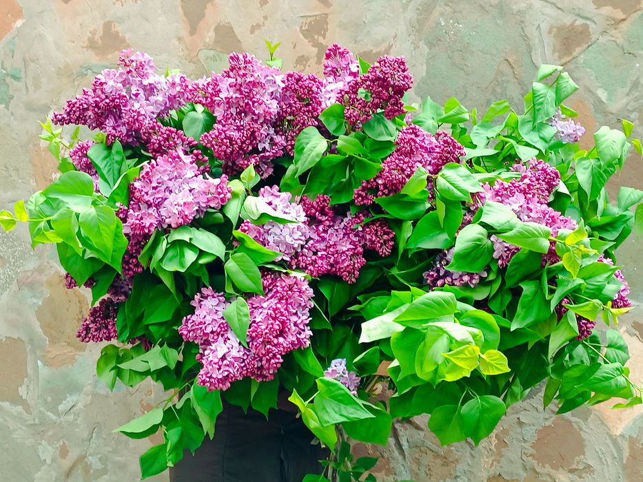 Сирень букет ЛУЧШАЯ ЦЕНА