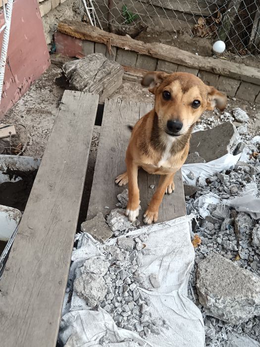 Подаряваме кученца