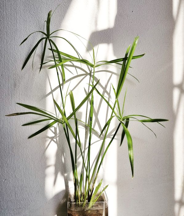 Комнатные цветы растения циперус