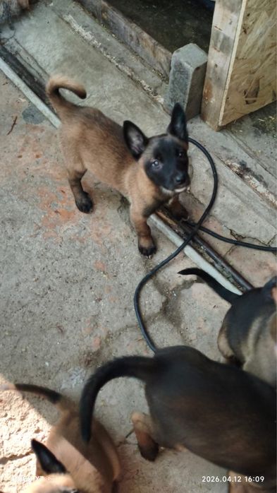 Бельгийская овчарка малинуа