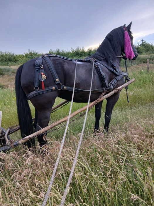 De vânzare iapă friz de 5 ani. Perfect sănătoasă. Gestantă în 4 luni.