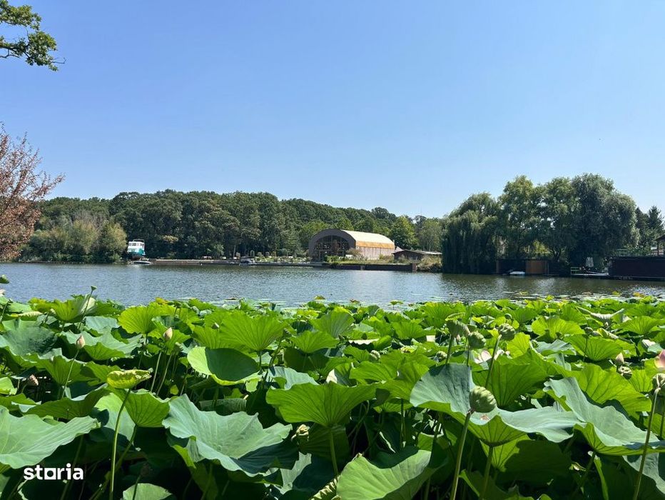 Teren de Vis pe malul lacului Snagov / 4000 mp in inima Naturii /40 m