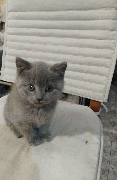 Малки британски котенца