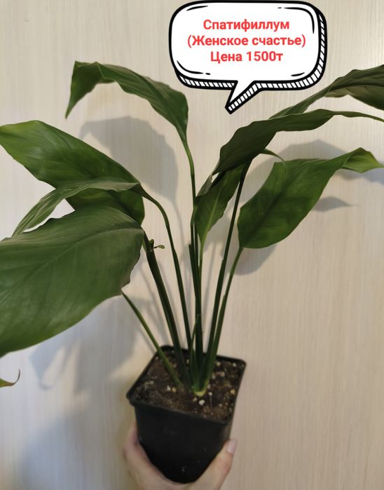 Продам комнатные цветы!