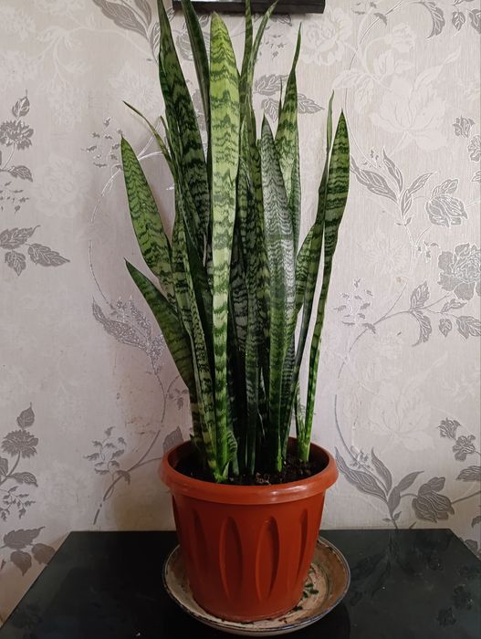 Продается Сансивьерия.
Мощный очиститель воздуха в прекрасном ухоженно