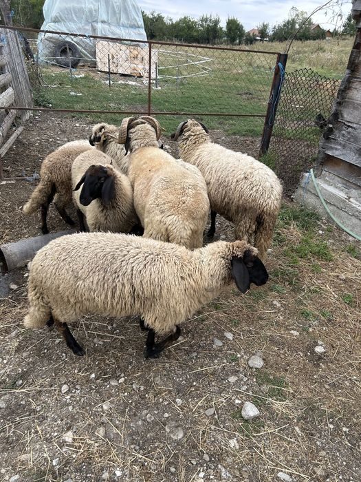 Vand oi carabase si 2 turcanr