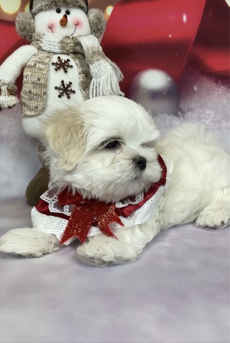 Щенки  элитные мальтезе