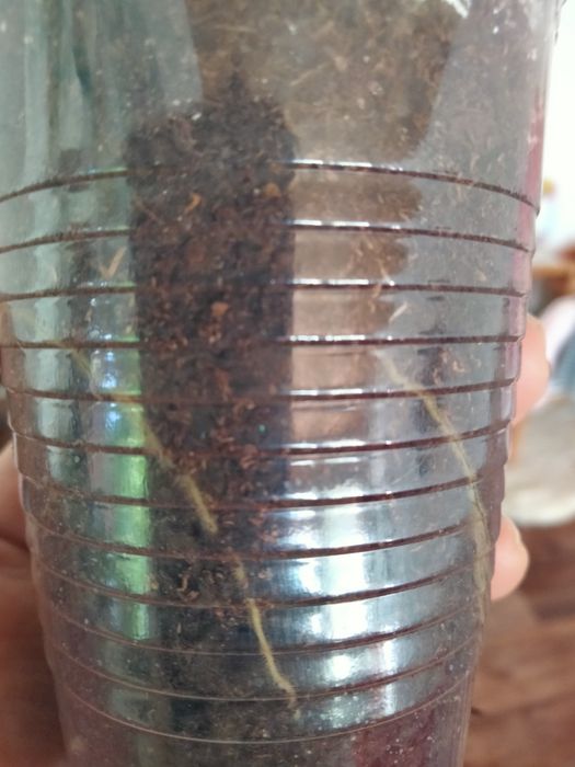 Продам малышей эпипремнума