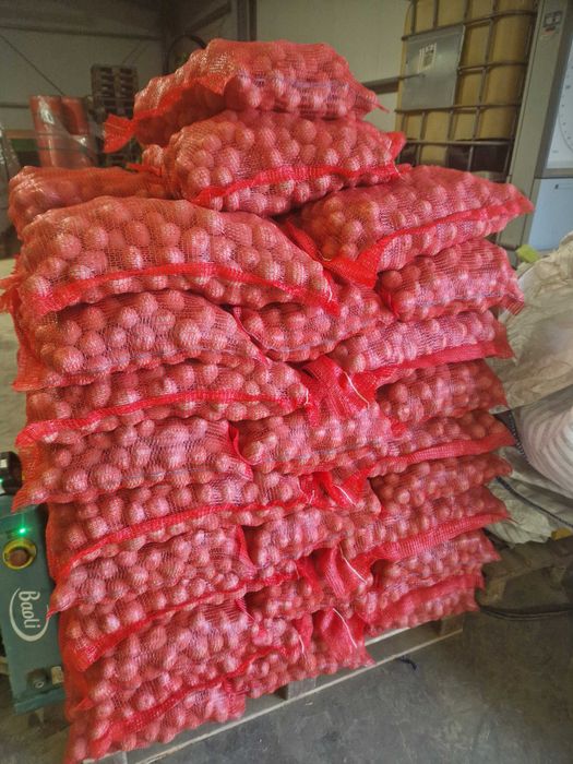 Cartofi de samanta Marabel , Red lady, Soraya