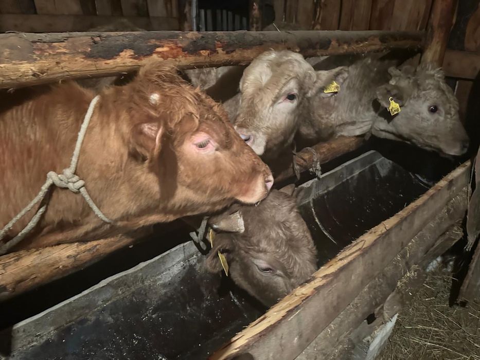 Продам годавалный бычка