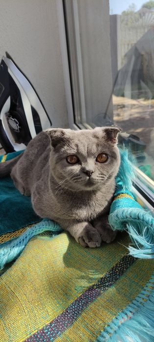 Пропал Шотландский. Кот